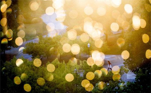  A college student walks to class among sparkling raindrops from the sunrise. 