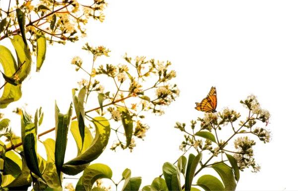  An orange butterfly rests on white blossoms of a tree branch. 